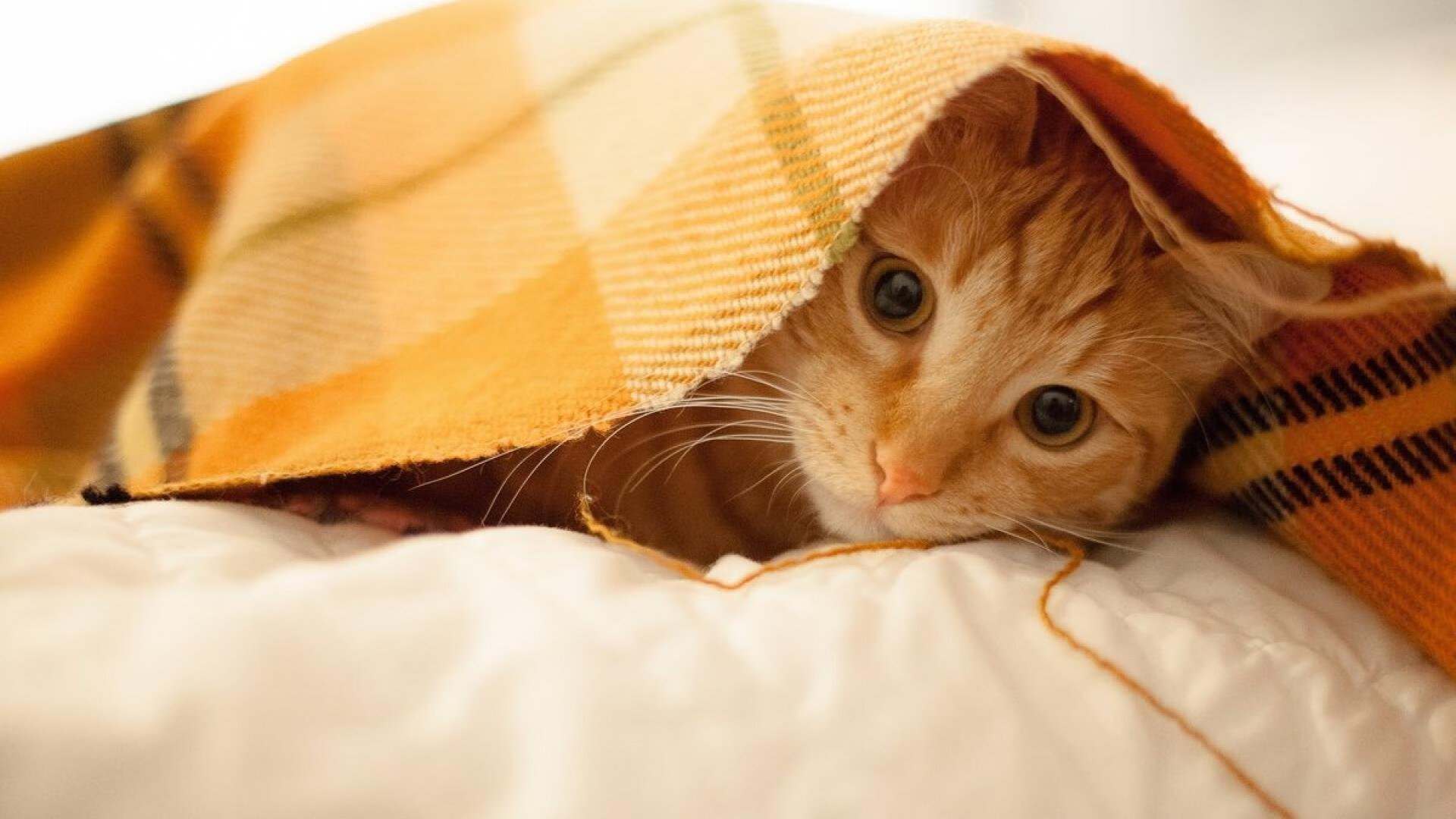 “法甲精彩瞬间不断：明星攻防引爆全场”，明星队vs98法国队