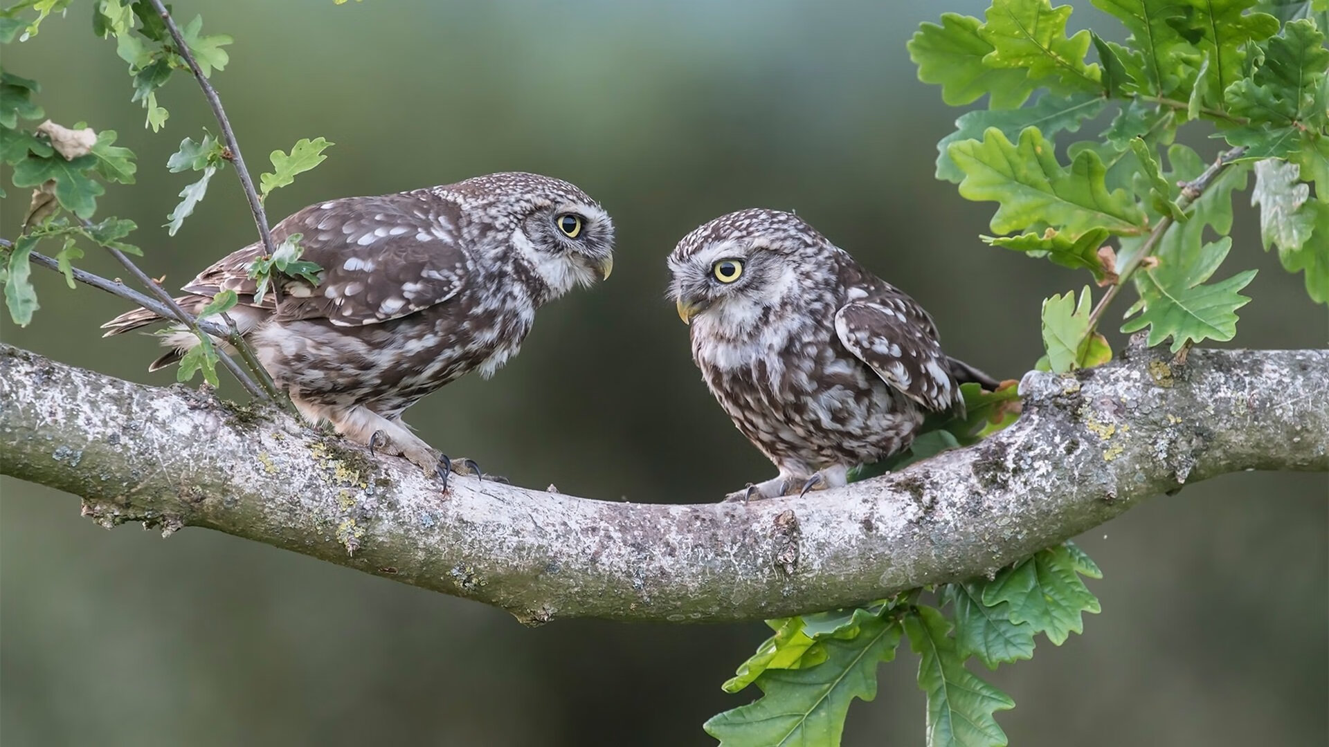 年度最佳团队合作：哪些配合值得学习借鉴？，团队合作配合的文章