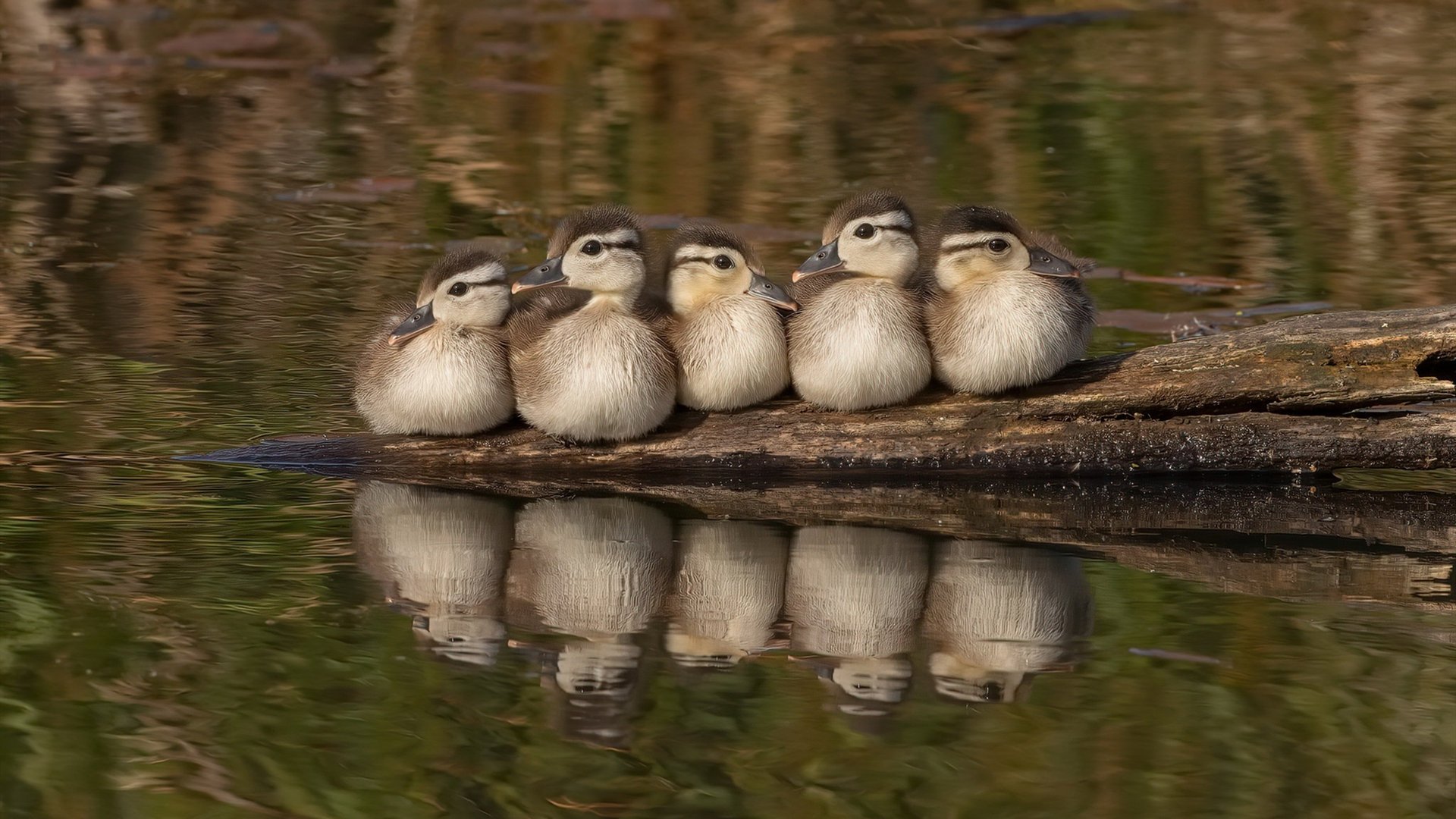 利物浦客场对阵伯恩茅斯,谁能占据上风?,利物浦对伯恩利集锦