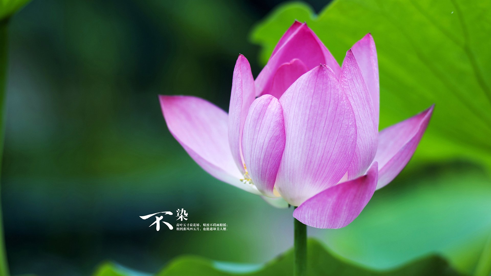 山东泰山俱乐部推出新球迷活动，泰山球队