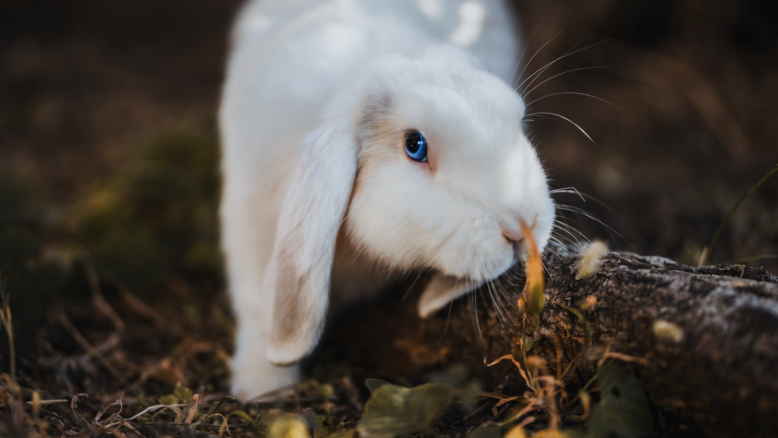 广州龙狮赛场执行力明显提升，广州龙狮主场在哪