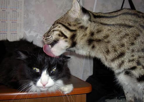 广场舞成为城市风景线，广场舞成为中国的新名片