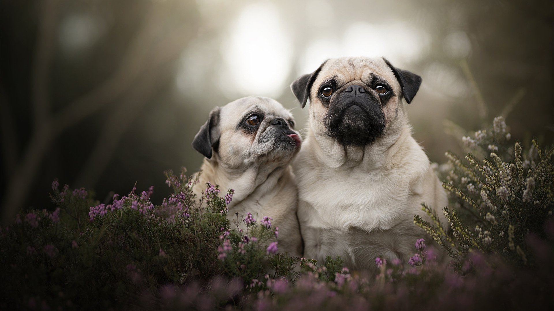 欧洲各国球队展开激烈较量，厮杀正酣，欧洲的球队