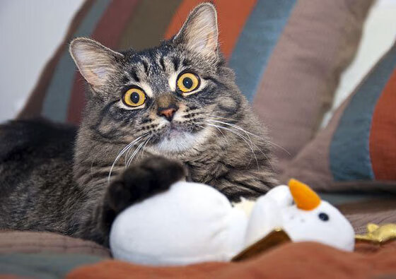 波尔图冲击联赛前三，波尔图比赛赛程