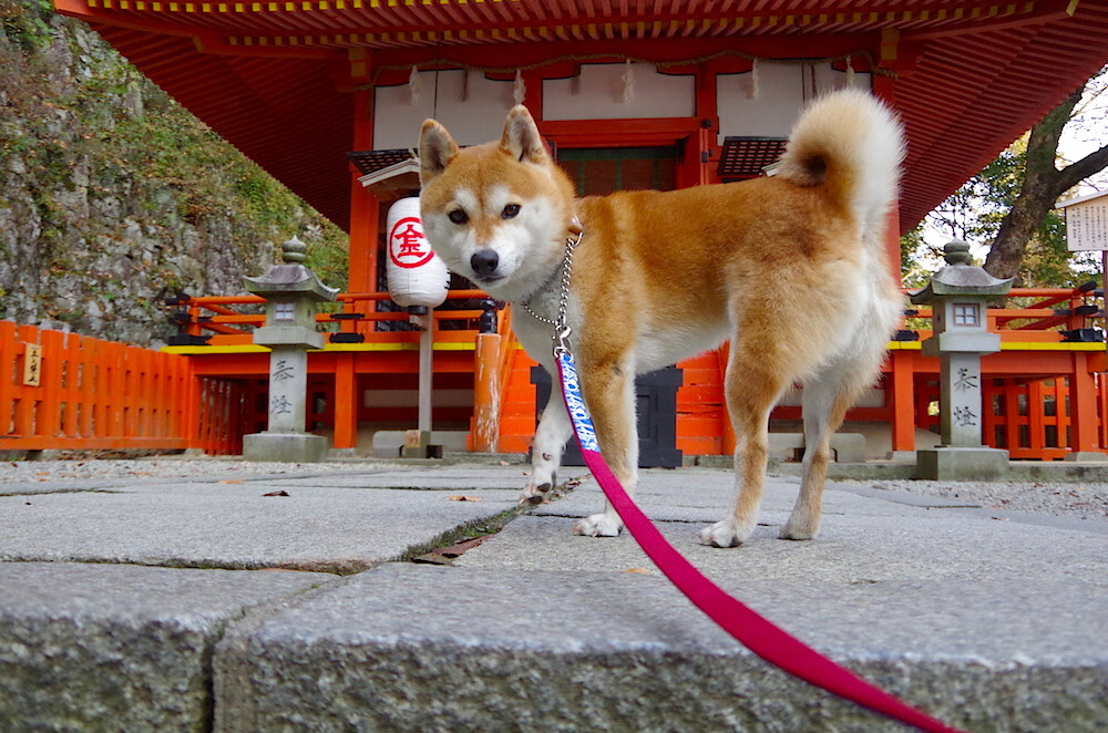 中国三人篮球男队年轻球员表现抢眼，中国男子三人篮球运动员