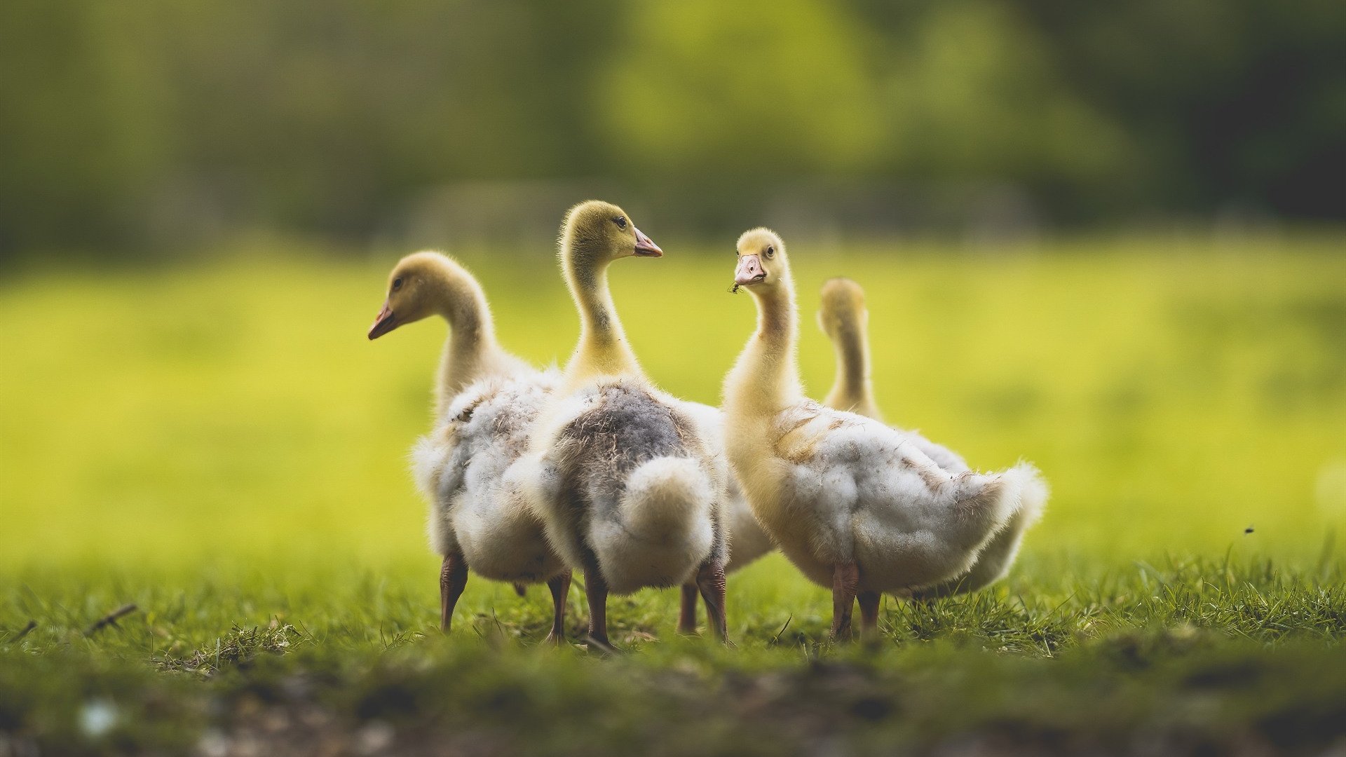 尼斯中锋背身拿球组织攻势稳定，nba尼克斯中锋