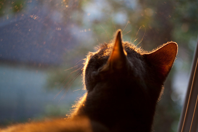 国际足联确认亚洲杯抽签结果正式出炉，2021亚足联杯抽签仪式