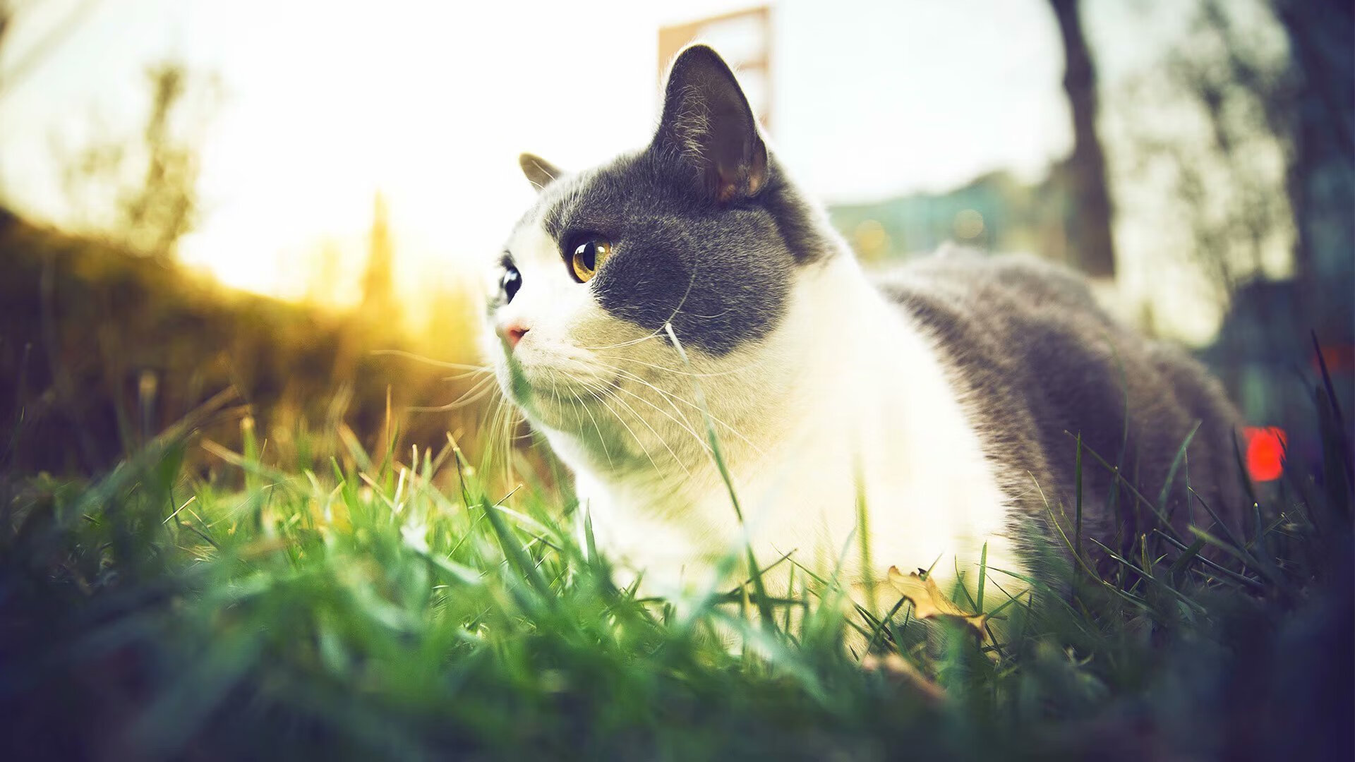 尼克斯宣布主力缺阵备战下一场硬仗，尼克斯近期比赛