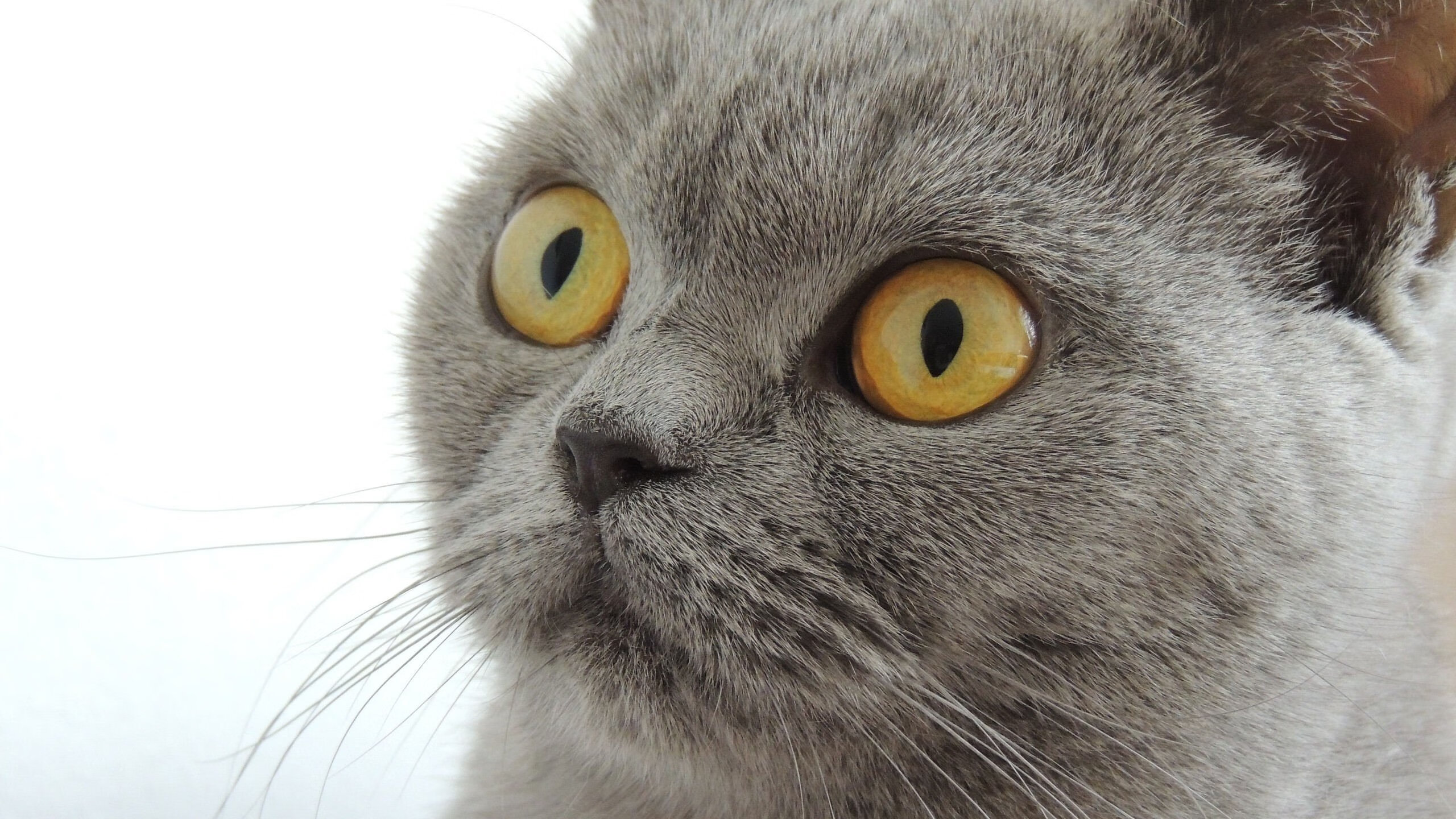 德甲血战到底：攻势凶猛，防守坚韧，德甲积分榜雪缘