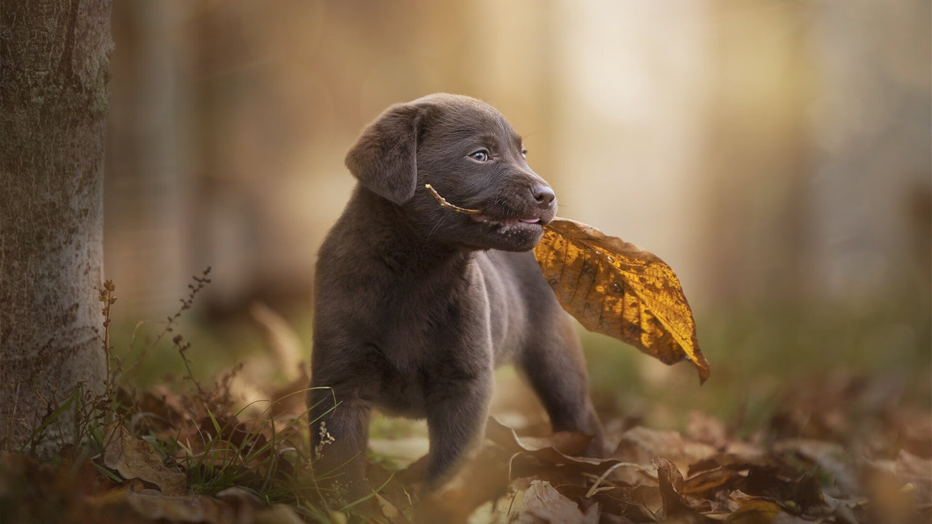 美国队冲线瞬间激发现场热情,美国队重新比赛